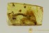 BIG Unusual Coleopteran Larvae TENEBRIONIDAE BALTIC AMBER 2622