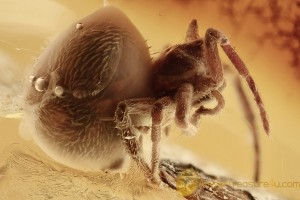  Large SPIDER w Unusual Big Abdomen Inclusion BALTIC AMBER 2634