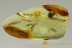  Large SPIDER w Unusual Big Abdomen Inclusion BALTIC AMBER 2634