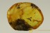 Nice SHINING FLOWER BEETLE Phalacridae BALTIC AMBER 2635