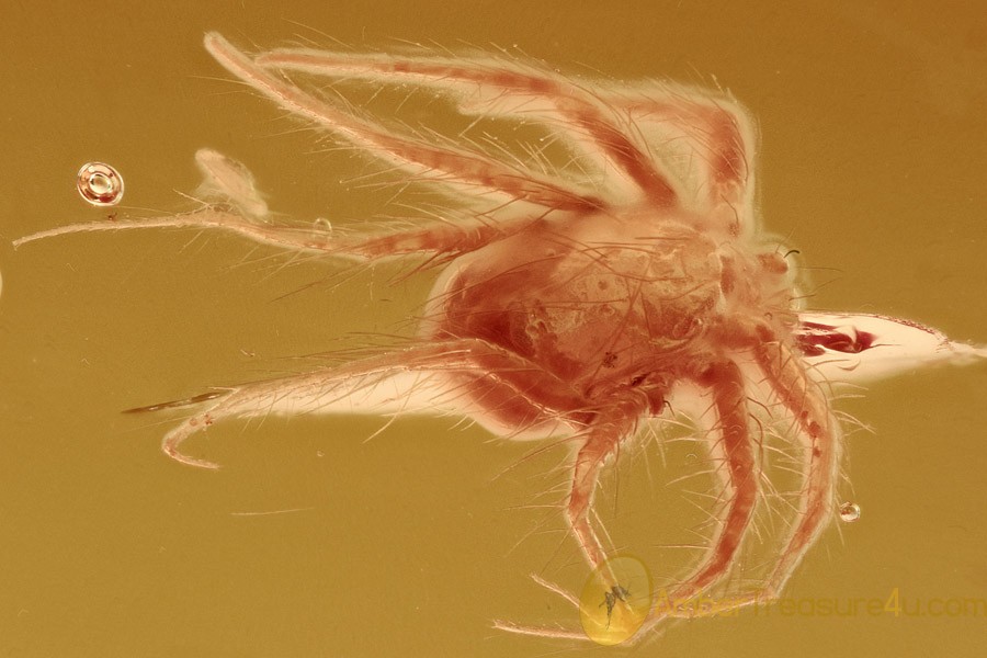 SUPERB Looking MITE & Spider Exuviae BALTIC AMBER 2637 SUPERB Looking MITE & Spider Exuviae BALTIC AMBER 2637