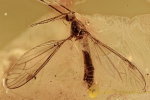 SUPERB Crane Fly Large Tipulidae Inclusion BALTIC AMBER 2632