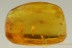 COCOON Rare Spider EGGS SAC Inclusion BALTIC AMBER 2617