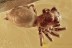 GREAT SCENE Well Preserved Jumping Spider & Leaf BALTIC AMBER 2615