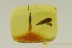 GREAT SCENE Well Preserved Jumping Spider & Leaf BALTIC AMBER 2615