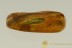 Well Preserved Long LEAF Rare Plant Inclusion BALTIC AMBER 2616