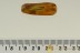 Well Preserved Long LEAF Rare Plant Inclusion BALTIC AMBER 2616