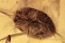 MINUTE MARSH-LOVING BEETLE Limnichidae Genuine BALTIC AMBER 2680