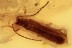 CANTHARIDAE Rhagonycha sucinobaltica Soldier Beetle BALTIC AMBER 2676