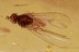 UNUSUAL Beetle & Perfect Preserved Fly Empididae BALTIC AMBER 2674
