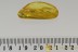 UNUSUAL Beetle & Perfect Preserved Fly Empididae BALTIC AMBER 2674