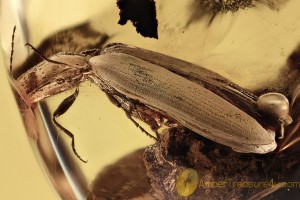 GIANT 14mm Click Beetle Elateridae & Bark Inclusion BALTIC AMBER 2679