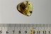 GIANT 14mm Click Beetle Elateridae & Bark Inclusion BALTIC AMBER 2679