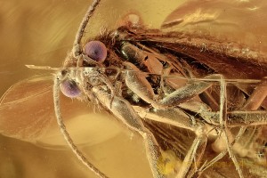 LILAC EYED Caddisfly Trichoptera Inclusion Genuine BALTIC AMBER 2678
