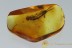 Huge EARWIG Dermaptera Exuviae Inclusion Genuine BALTIC AMBER 2690