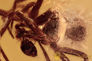 GOBLIN SPIDER Oonopidae Inclusion Genuine BALTIC AMBER 2684