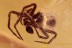 GOBLIN SPIDER Oonopidae Inclusion Genuine BALTIC AMBER 2684