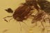 BIZARRE Looking PAEDERINAE Rove Beetle Staphylinidae BALTIC AMBER 2689