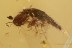 BIZARRE Looking PAEDERINAE Rove Beetle Staphylinidae BALTIC AMBER 2689