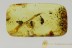 BIZARRE Looking PAEDERINAE Rove Beetle Staphylinidae BALTIC AMBER 2689