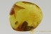  FLEA BEETLE Chrysomelidae Galerucinae Genuine BALTIC AMBER 2685