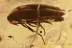 FALSE DARKLING BEETLE Melandryidae Orchesia & More BALTIC AMBER 2686