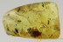 FALSE DARKLING BEETLE Melandryidae Orchesia & More BALTIC AMBER 2686