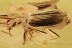 Great GROUND BEETLE Carabidae Lebiini Genuine BALTIC AMBER 2687
