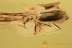 Great GROUND BEETLE Carabidae Lebiini Genuine BALTIC AMBER 2687