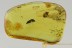 Great BROAD-NOSED WEEVIL Curculionidae Entiminae BALTIC AMBER 2688