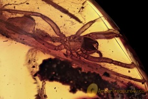 HUGE Spider Aranea Exuvia in Cobweb Inclusion BALTIC AMBER 2695