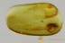 DEATH-WATCH BEETLE w Serrate Antennae Xyletinae BALTIC AMBER 2693