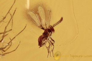 FAIRYFLY Microscopic Wasp Mymaridae Midge LAYING Eggs  BALTIC AMBER 2694