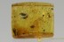 LIZARD SKIN Large Multi Segmented Fragment Reptilia BALTIC AMBER 2698