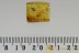 LIZARD SKIN Large Multi Segmented Fragment Reptilia BALTIC AMBER 2698