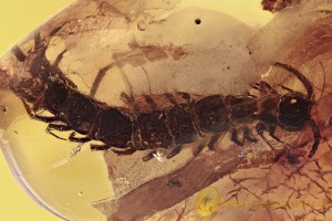 GIANT Stone Centipede Lithobiidae Inclusion Genuine BALTIC AMBER 2696