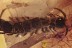 GIANT Stone Centipede Lithobiidae Inclusion Genuine BALTIC AMBER 2696