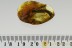 GIANT Stone Centipede Lithobiidae Inclusion Genuine BALTIC AMBER 2696