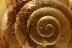 Very Rare SNAIL SHELL Gastropoda Genuine BALTIC AMBER 2699