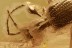 ANT-LIKE STONE BEETLE Scydmaeninae Mastiginae BALTIC AMBER 2700