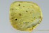 GREAT Spread Wings Scale Insect Coccid Coccoidea BALTIC AMBER 2702