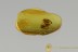 MINUTE BROWN SCAVENGER BEETLE Latridius alexeevi BALTIC AMBER 2703