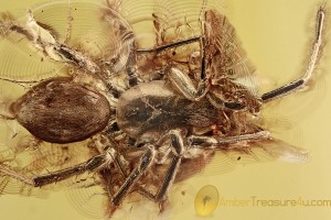 Big SPIDER w Unusual Pedipalps Inclusion Genuine BALTIC AMBER 2713