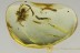 Big SPIDER w Unusual Pedipalps Inclusion Genuine BALTIC AMBER 2713