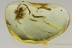 Big SPIDER w Unusual Pedipalps Inclusion Genuine BALTIC AMBER 2713