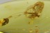 Perfect MAYFLY Ephemeroptera Inclusion Genuine BALTIC AMBER 2714