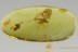 Perfect MAYFLY Ephemeroptera Inclusion Genuine BALTIC AMBER 2714