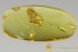 Perfect MAYFLY Ephemeroptera Inclusion Genuine BALTIC AMBER 2714