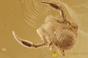 SUPERB Large PSEUDOSCORPION False Scorpion Genuine BALTIC AMBER 2722