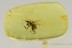 SUPERB Spider Perfectly Preserved Genitalia Genuine BALTIC AMBER 2717